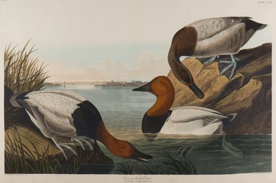 Kaczka na płótnie, 1836 (wc na papierze) autorstwa John James Audubon