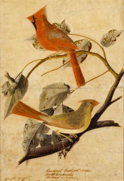 Głuszec autorstwa John James Audubon