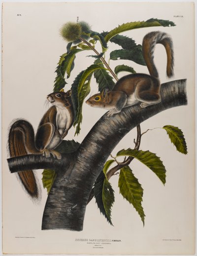 Karolina szara wiewiórka autorstwa John James Audubon