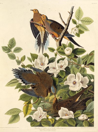 Karolina gołąb lub turkawka Karolina. Z Ptaków Ameryki, 1827-1838. autorstwa John James Audubon