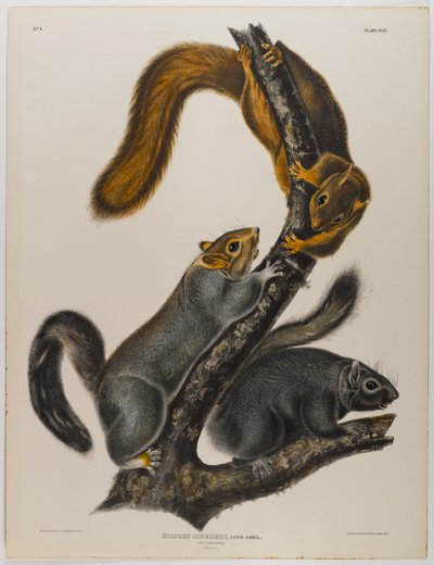 kot wiewiórka autorstwa John James Audubon