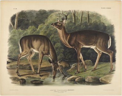 Cervus virginianus, Pennant autorstwa John James Audubon