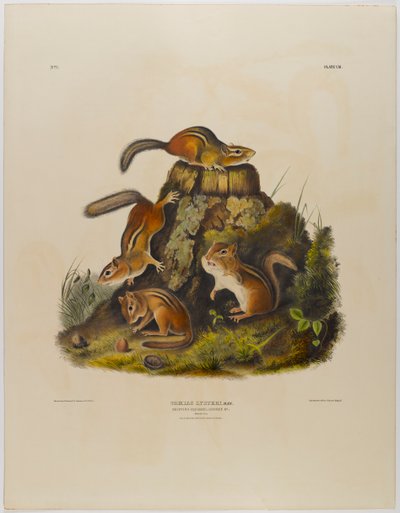 Chrupiąca wiewiórka hackee autorstwa John James Audubon
