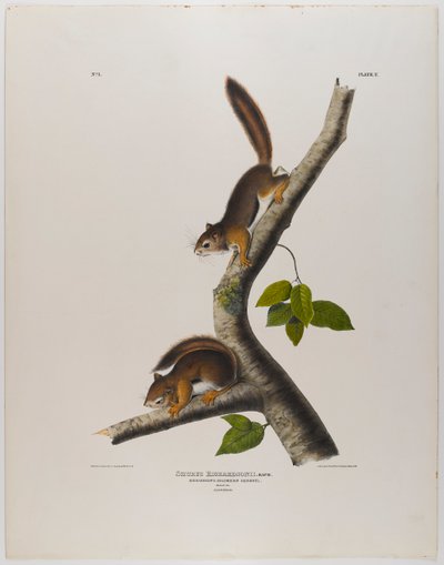 wiewiórka kolumbijska autorstwa John James Audubon