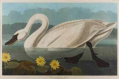 Łabędź zwyczajny, 1838 (wc na papierze) autorstwa John James Audubon
