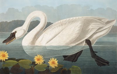 Łabędź zwyczajny, Cygnus Americanus, z „Ptaki Ameryki” Johna J. Audubona, wyd. 1827-38 autorstwa John James Audubon
