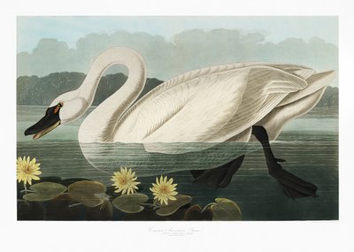 Łabędź amerykański z książki „Birds of America” (1827) autorstwa John James Audubon