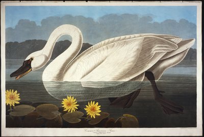 Pospolity łabędź amerykański. Gwiżdżący łabędź autorstwa John James Audubon
