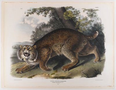 Pospolity amerykański żbik autorstwa John James Audubon