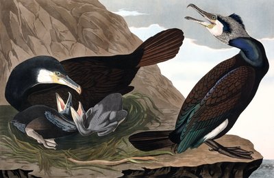 Kormoran pospolity, Phalacrocorax Carbo, z „Ptaki Ameryki” Johna J. Audubona, wyd. 1827-38 (ręcznie kolorowane grawerowanie) autorstwa John James Audubon