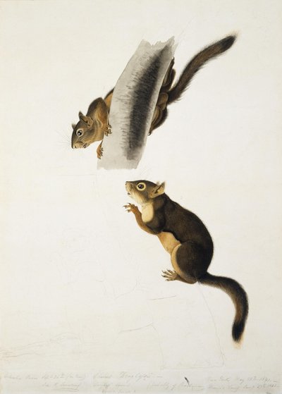 Wiewiórka Douglasa autorstwa John James Audubon