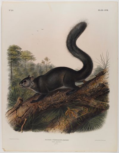 Mroczna wiewiórka autorstwa John James Audubon