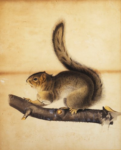 Wiewiórka szara w pełnym płaszczu zimowym, ok. 1840 r. autorstwa John James Audubon