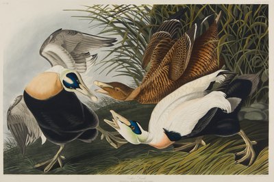 Eider Duck, 1835 (wc na papierze) autorstwa John James Audubon