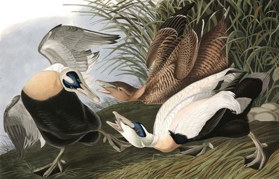 Eider Duck, Fuligula Mollissima, z „Ptaki Ameryki” Johna J. Audubona, wyd. 1827-38 autorstwa John James Audubon