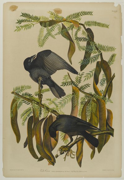 Fish Crow, wydrukowany przez Juliena Biena i opublikowany przez Roe Lockwood & Son, 1861 (chromolitografia) autorstwa John James Audubon