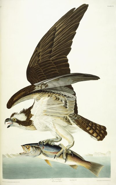 Jastrząb rybny, 1830 r. autorstwa John James Audubon