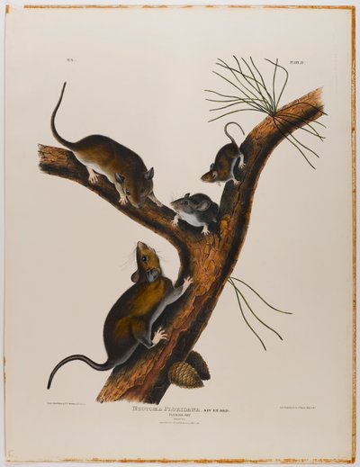 Florida rat autorstwa John James Audubon