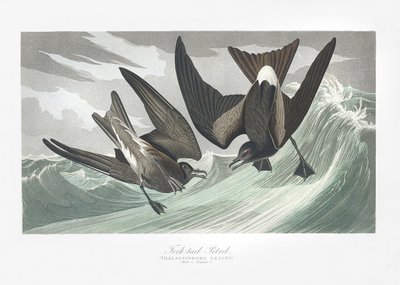 Petrel widłogoniasty z książki „Birds of America” (1827) autorstwa John James Audubon