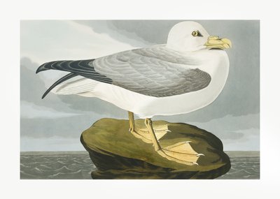 Fulmar z książki „Birds of America” (1827) autorstwa John James Audubon
