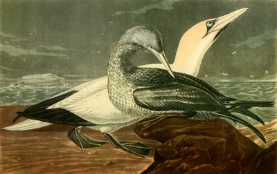„Gannets”, 1836, 1942. autorstwa John James Audubon