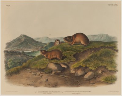 Georychus Helvolus i Georychus Trimucronatus autorstwa John James Audubon