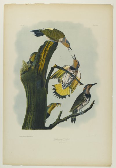 Dzięcioł złotoskrzydły, wydrukowany przez Juliena Biena i wydany przez Roe Lockwood & Son, 1861 (chromolitografia) autorstwa John James Audubon