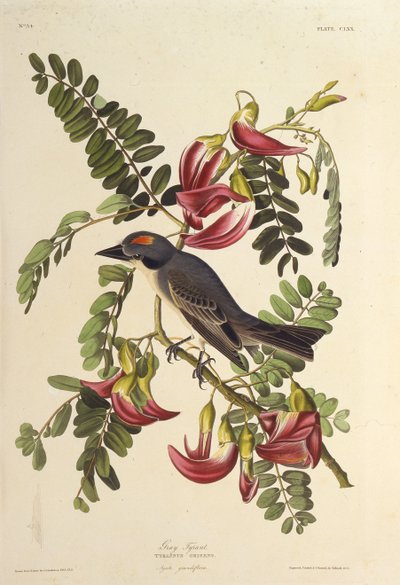 Szary Tyran. Z Ptaków Ameryki, 1827-1838. autorstwa John James Audubon
