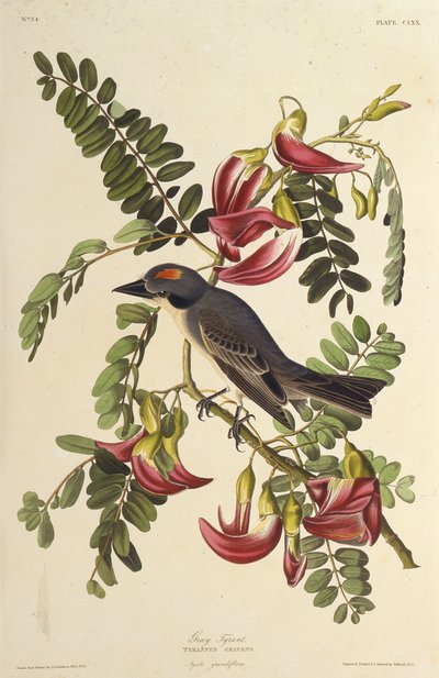 Szary Tyran. Z Ptaków Ameryki, 1827-1838. autorstwa John James Audubon