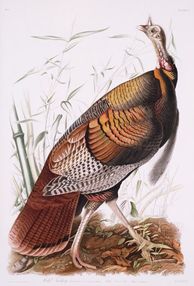 Świetny amerykański kogut, czyli dziki indyk autorstwa John James Audubon