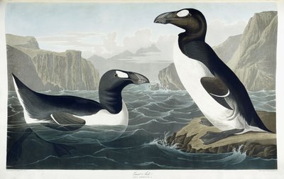 Alka wielka, 1836 autorstwa John James Audubon