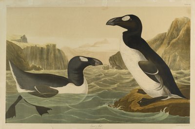 Alka olbrzymia, wydrukowana przez Juliena Biena i wydana przez Roe Lockwood & Son, 1861 (chromolitografia) autorstwa John James Audubon