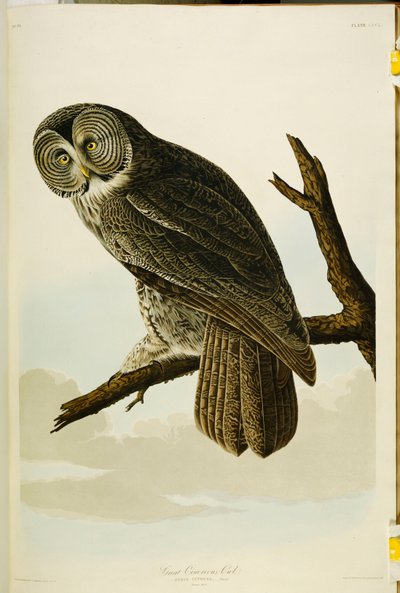 Puszczyk pospolity, z „Ptaki Ameryki” autorstwa John James Audubon