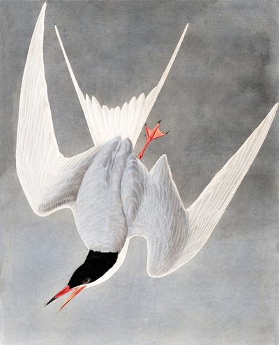 Rybitwa wielka, Sterna Hirundo, z „Ptaki Ameryki” Johna J. Audubona, wyd. 1827-38 autorstwa John James Audubon