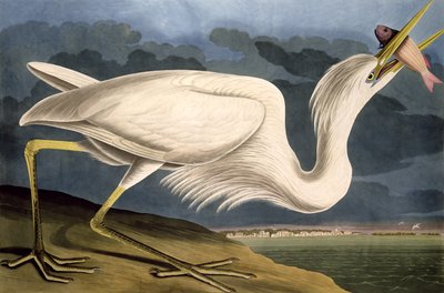 Czapla biała , z „Ptaki Ameryki”, ryt. Robert Havell (1793-1878) 1835 autorstwa John James Audubon