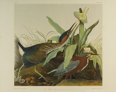 Green Heron, wydrukowane przez Juliena Biena i wydane przez Roe Lockwood & Son, 1861 (chromolitografia) autorstwa John James Audubon