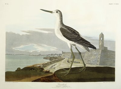 Greenshank, Widok ulicy, 1835 autorstwa John James Audubon