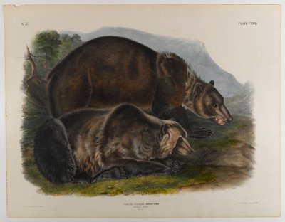 Niedźwiedź grizzly autorstwa John James Audubon