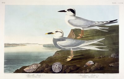 Rybitwa Havell i Rybitwa Trudeau, 1838 autorstwa John James Audubon