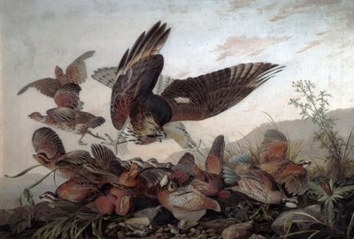 Jastrzębie atakują kuropatwy, 1826 autorstwa John James Audubon