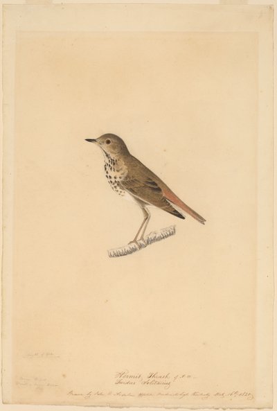 Drozd pustelnik autorstwa John James Audubon