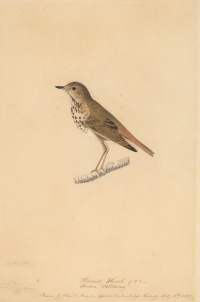 Drozd pustelnik, 1820. autorstwa John James Audubon