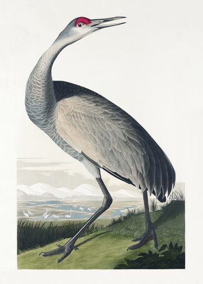 Żuraw amerykański z książki „Birds of America” (1827) autorstwa John James Audubon