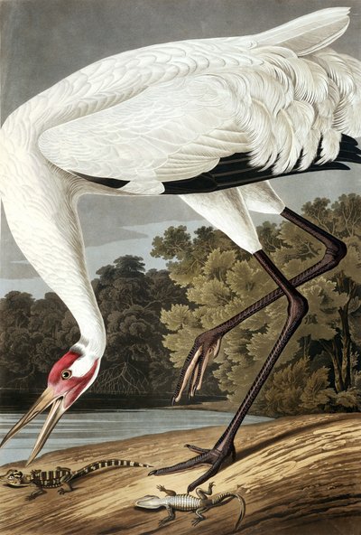 Hooping Crane, Grus Americana, z „Ptaki Ameryki” Johna J. Audubona, wyd. 1827-38 autorstwa John James Audubon