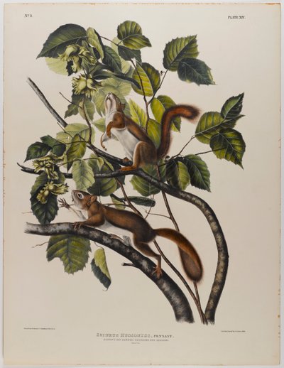 Wiewiórka z Zatoki Hudsona autorstwa John James Audubon