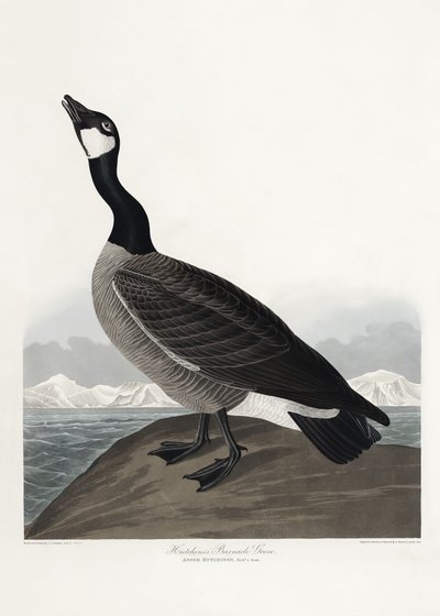 Gęś białoczelna autorstwa Hutchinsa z albumu „Birds of America” (1827) autorstwa John James Audubon