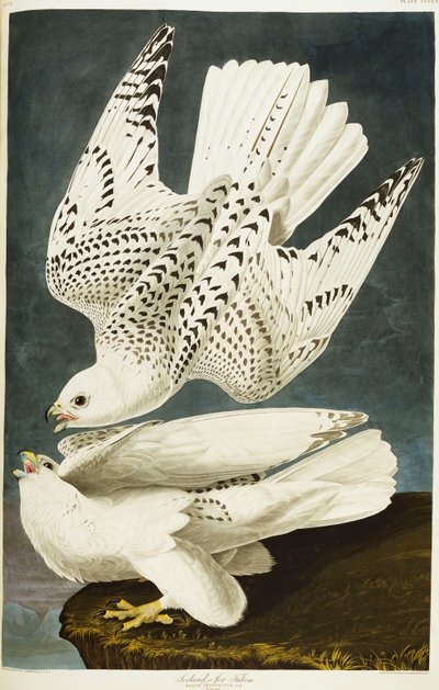 Islandia Lub Sokół Jer. sokół autorstwa John James Audubon