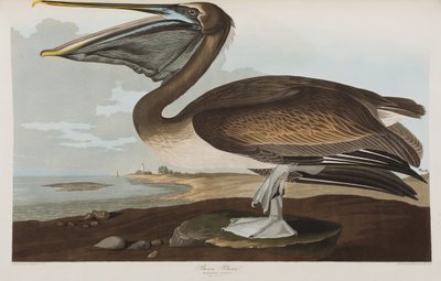 Ilustracja z „Birds of America” autorstwa John James Audubon