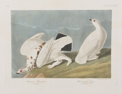 Ilustracja z „Birds of America” autorstwa John James Audubon