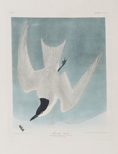 Ilustracja z „Birds of America” autorstwa John James Audubon